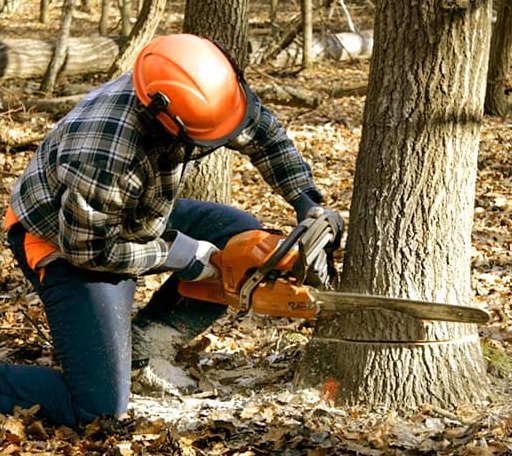 Tree Removal in Mcwilliams, AL